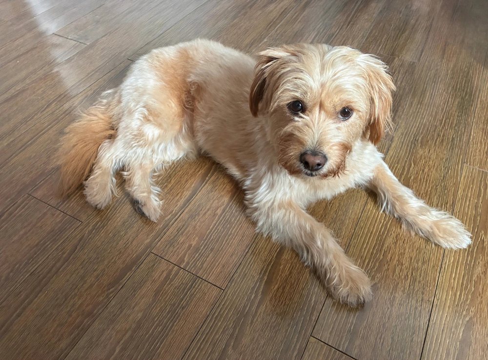 Le Le, Jason's terrier mix, lying on the floor looking at the camera